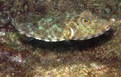 Sphoeroides lobatus