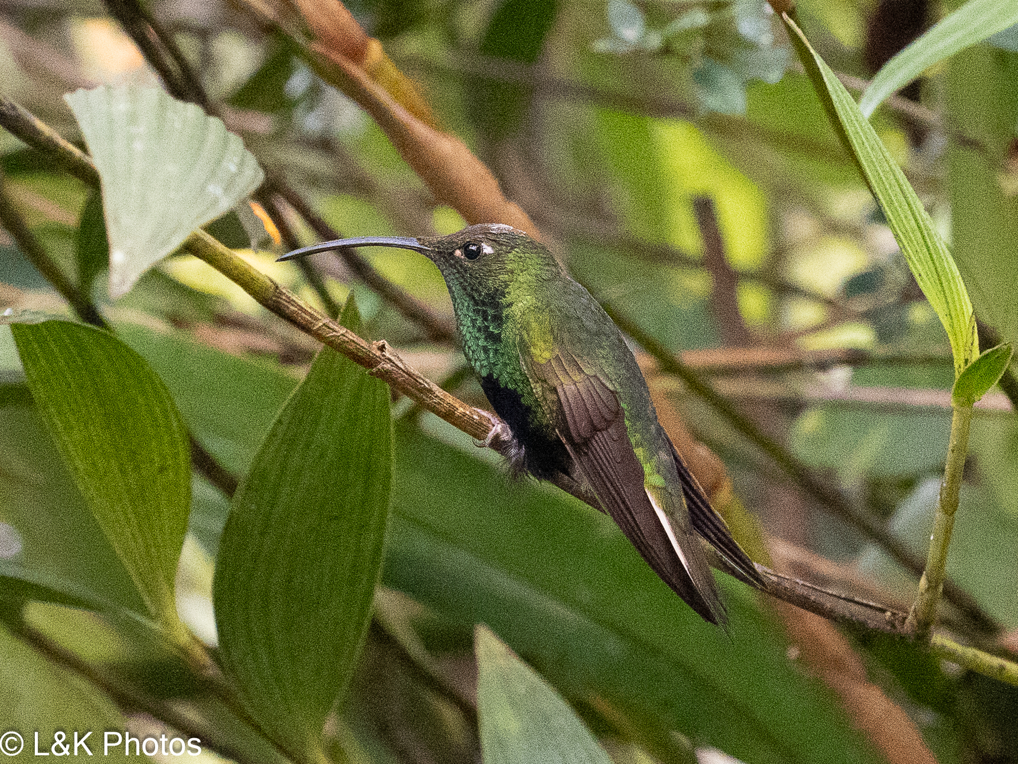 Mountain Velvetbreast (Lafresnaya lafresnayi), photo 9