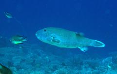 Arothron caeruleopunctatus