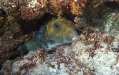 Arothron caeruleopunctatus