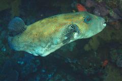 Arothron caeruleopunctatus