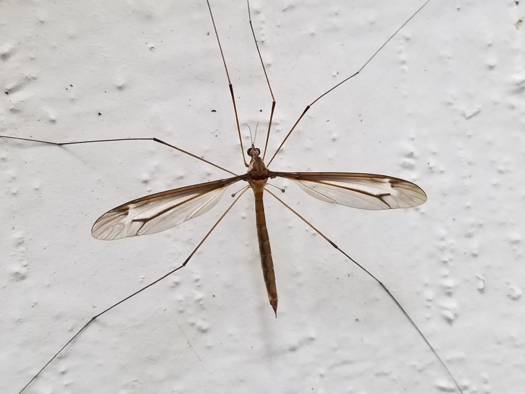 Tipula tricolor