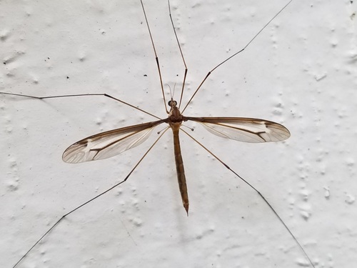 Tipula tricolor