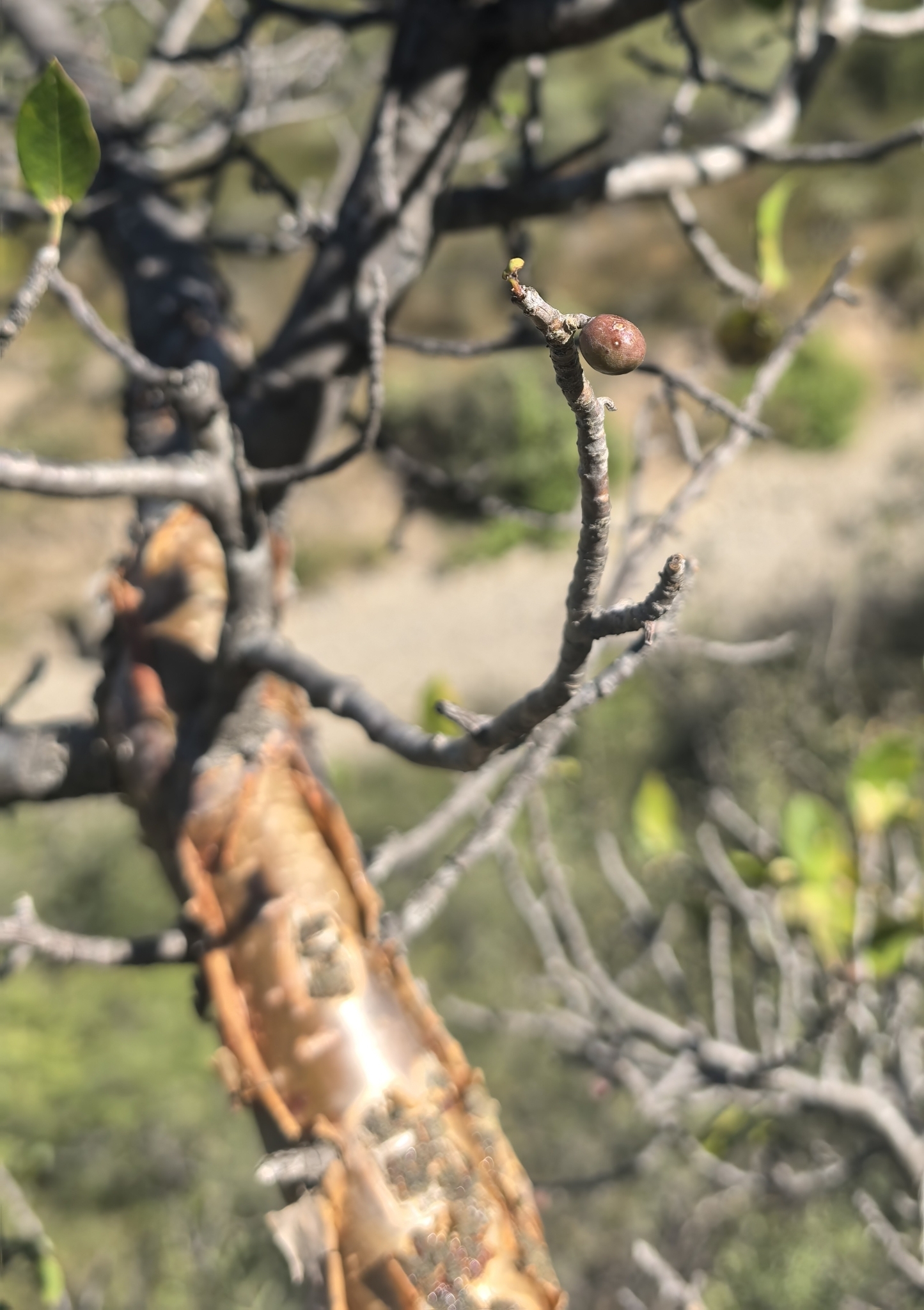 Imagem de Bursera schlechtendalii