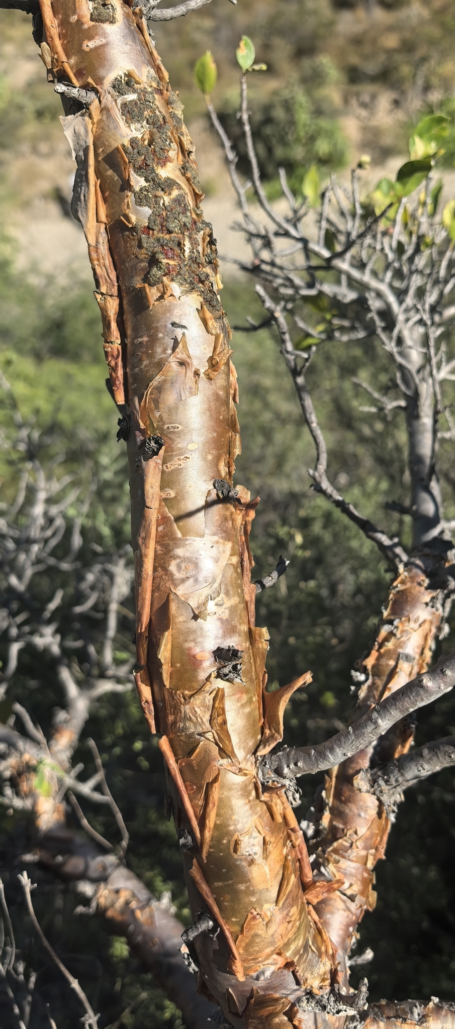 Imagem de Bursera schlechtendalii