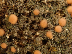 Fuscopannaria coralloidea