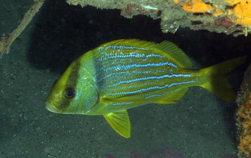 Panamic Porkfish
