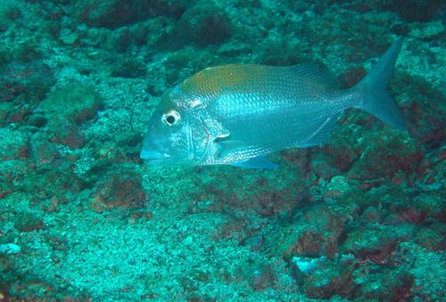 Pacific Porgy