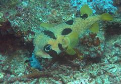Diodon liturosus