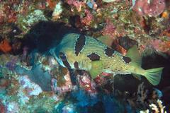 Diodon liturosus