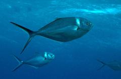 Trachinotus stilbe