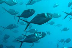 Trachinotus stilbe