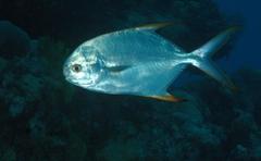 Trachinotus blochii