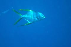 Trachinotus rhodopus