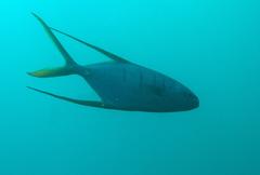 Trachinotus rhodopus