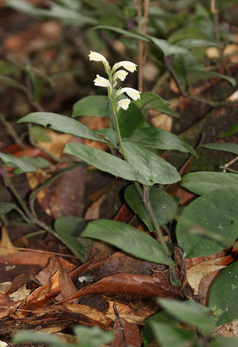 Filetia hirta