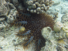 Acanthaster