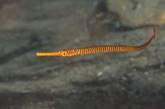 Dunckerocampus pessuliferus
