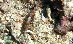 Halicampus macrorhynchus