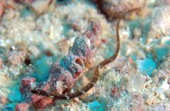 Micrognathus andersonii