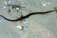 Syngnathus louisianae