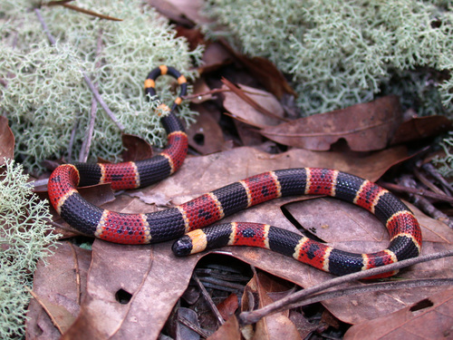 Eastern Coralsnake photographed in South Carolina