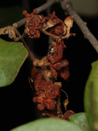Eriophyes licopolii