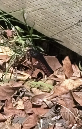 Red-bellied Black Snake sighting