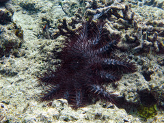 Acanthaster
