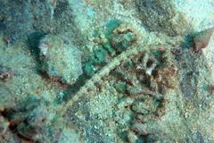 Corythoichthys schultzi