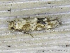 Mompha stellella