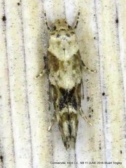 Mompha stellella