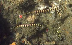 Dunckerocampus dactyliophorus