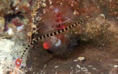 Dunckerocampus dactyliophorus