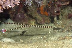 Dunckerocampus dactyliophorus