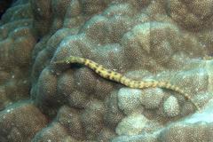 Corythoichthys haematopterus