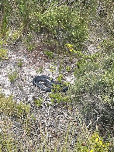 Mainland Dugite sighting