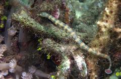 Corythoichthys haematopterus