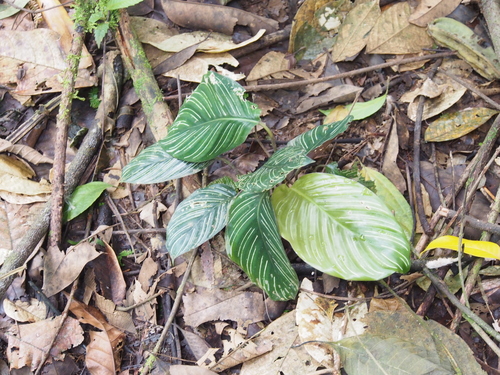 Foto de Maranta-riscada