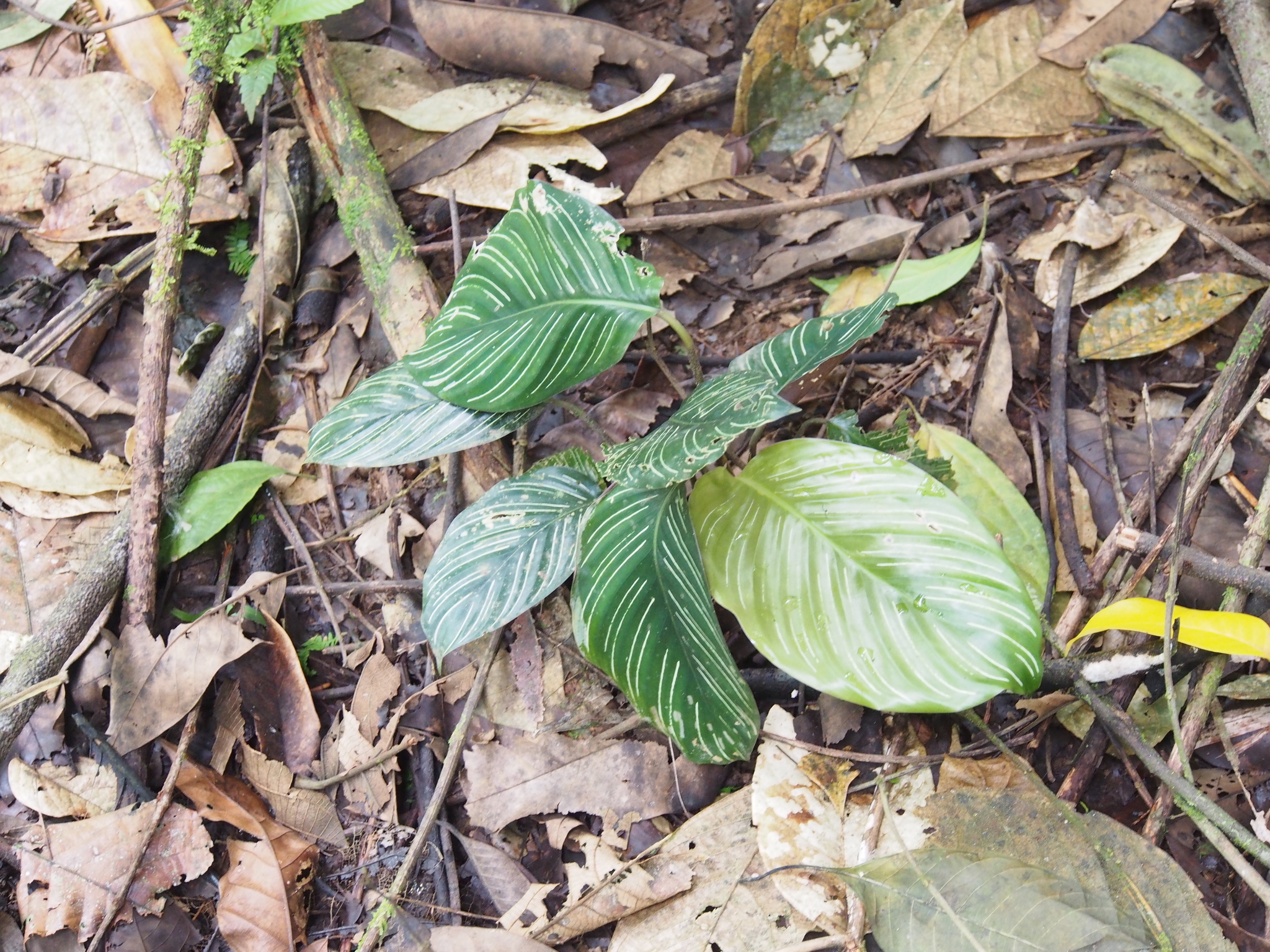 Imagem de Maranta-riscada