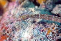 Corythoichthys ocellatus