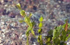 Solenostomus halimeda