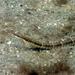 Chain Pipefish - Photo (c) craigjhowe, some rights reserved (CC BY-NC-ND)