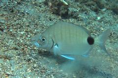 Diplodus holbrookii