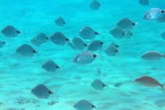 Diplodus holbrookii