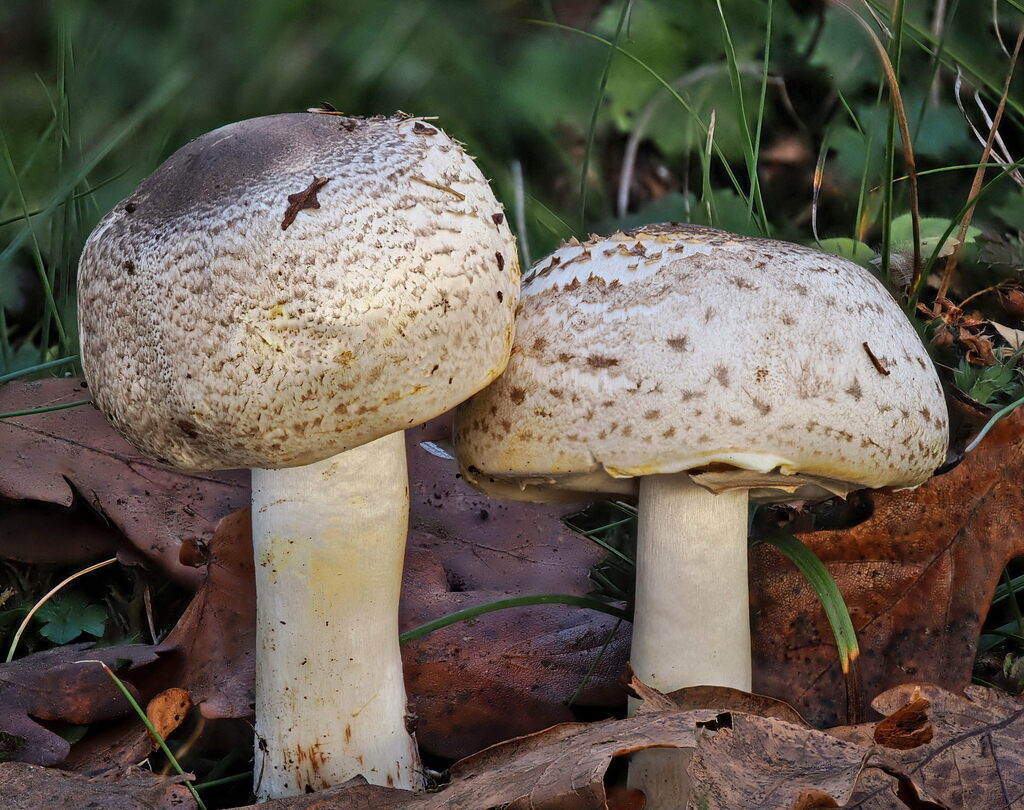 Agaricus phaeolepidotus