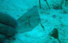 Chaenopsis limbaughi