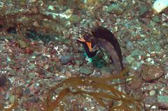 Chaenopsis alepidota