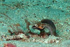 Chaenopsis alepidota