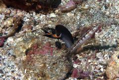 Chaenopsis alepidota